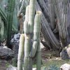 Weberbauerocereus_johnsonii_1